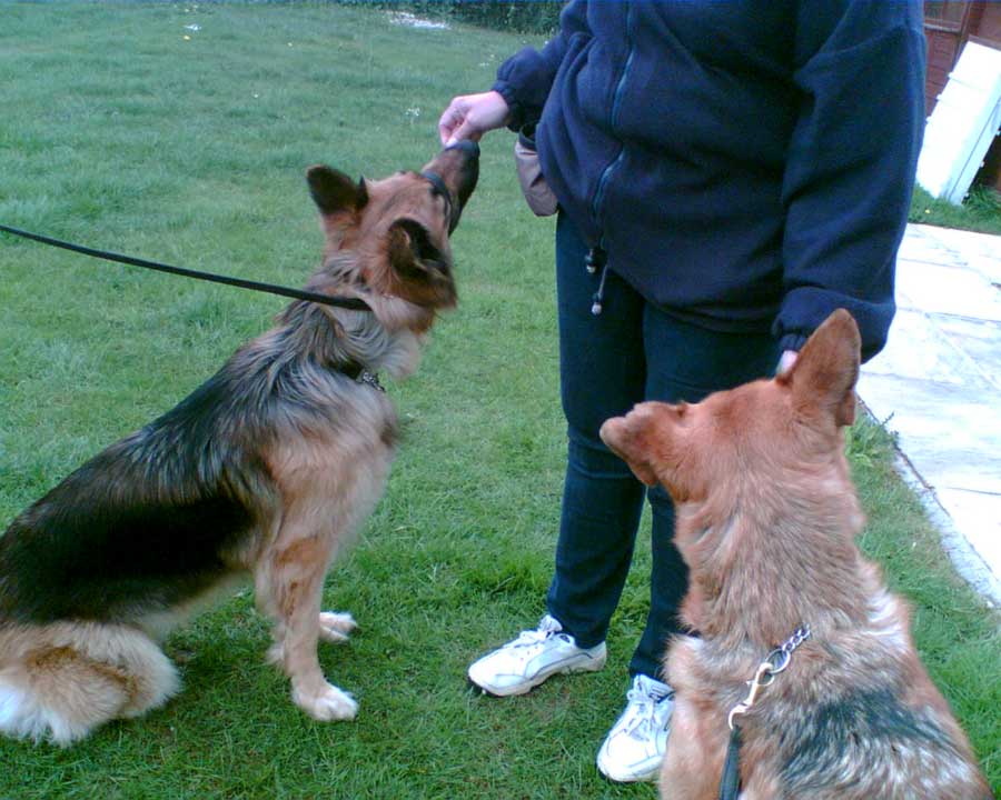 Two German Shepherds being trained using treats