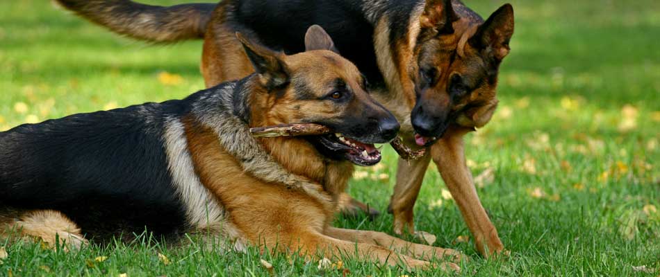 two german shepherds playing with a stick