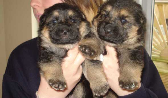 two german shepherd puppies being held